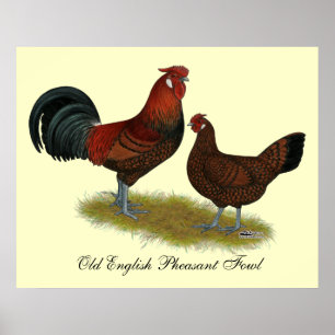 Old English Pheasant Fowl Poster