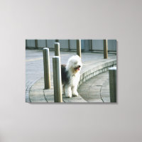 Old English Sheep Dog