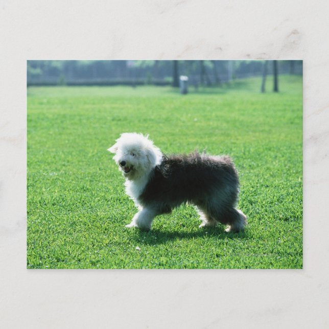 Old English Sheep Dog Postcard (Front)