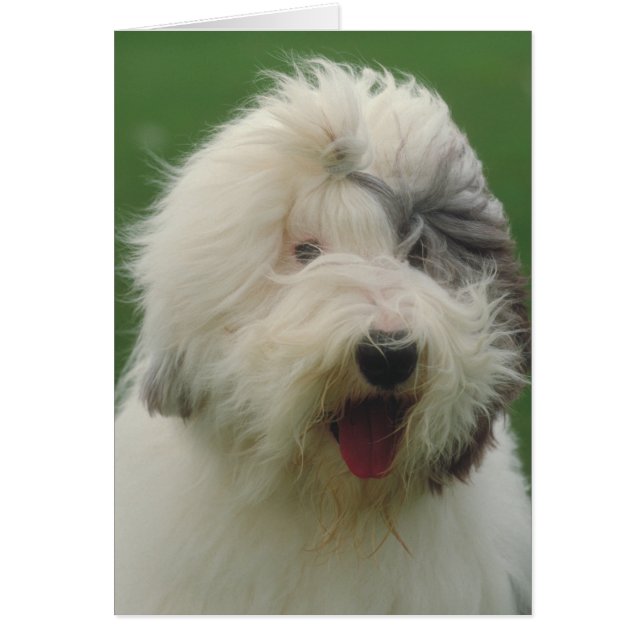 Old English Sheepdog (Front)