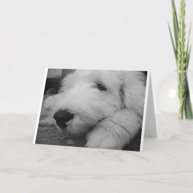 Old English Sheepdog Card (Front)