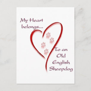 Old English Sheepdog Heart Belongs Postcard