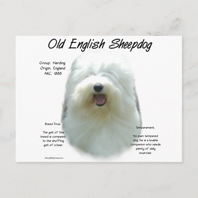 Old English Sheepdog History Design Postcard (Front)