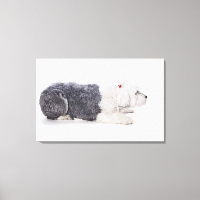 Old English Sheepdog on white background Canvas Print (Front)