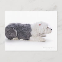 Old English Sheepdog on white background