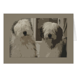Old English Sheepdogs