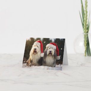 Old English Sheepdogs Christmas Card
