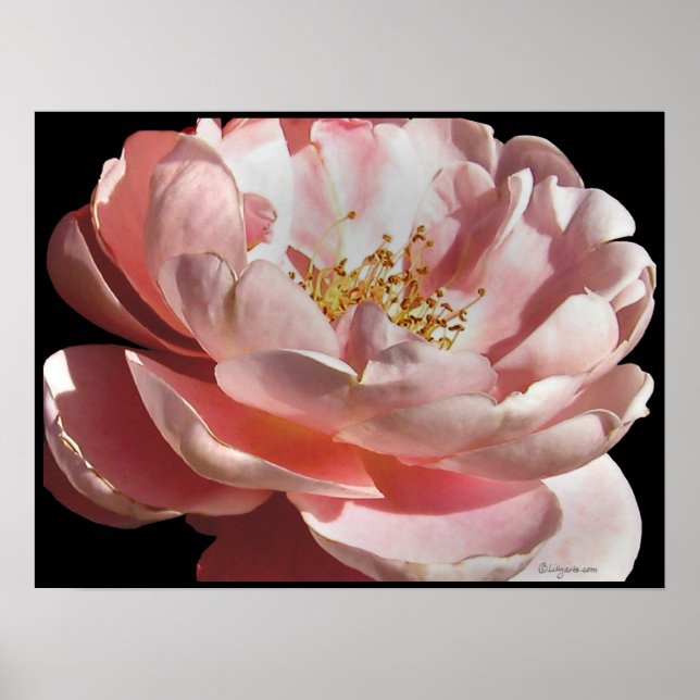 Old Fashioned Pink Rose Poster Print (Front)