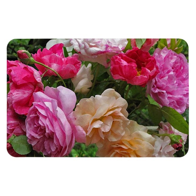 Old Fashioned Roses Magnet (Horizontal)
