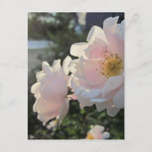 Old Fashioned Roses Postcard