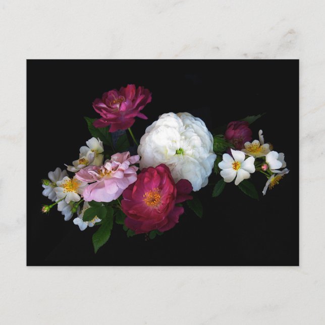 Old fashioned roses postcard (Front)