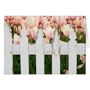 old fence with tulips