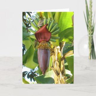 OLD FLORIDA BANANAS Greeting Card