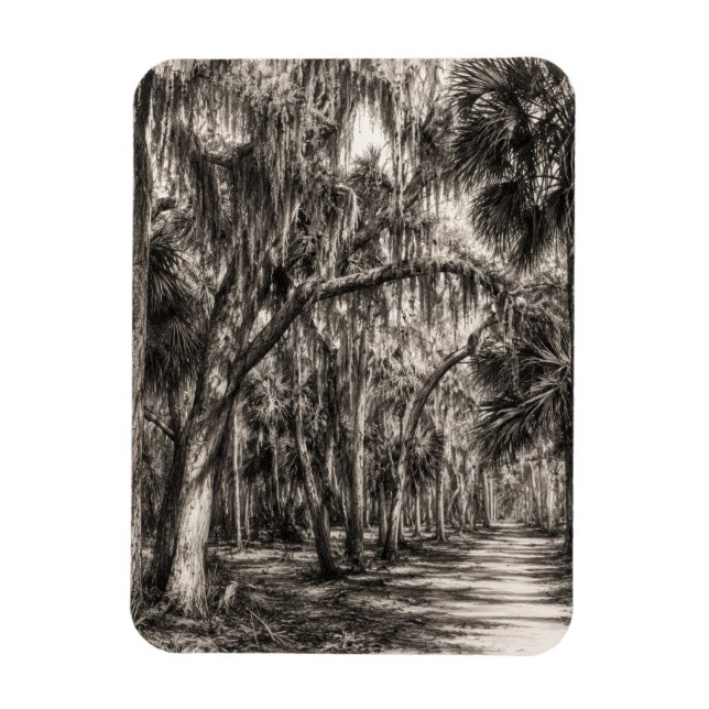 Old Florida Oak Hammock Graphite Sketch | Rockledg Magnet (Vertical)