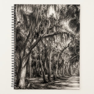 Old Florida Oak Hammock Graphite Sketch Rockledg Planner
