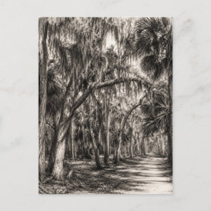 Old Florida Oak Hammock Graphite Sketch   Rockledg Postcard