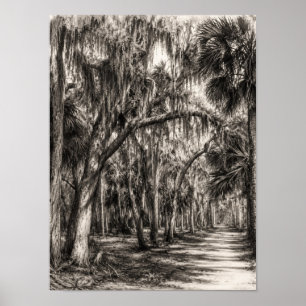 Old Florida Oak Hammock Graphite Sketch   Rockledg Poster