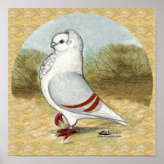 Old German Owl Pigeon In the Round Poster