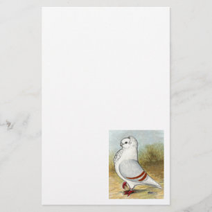 Old German Owl Pigeon Standing Tall