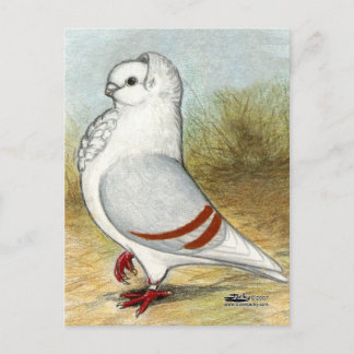 Old German Owl Pigeon Standing Tall Postcard