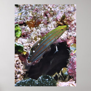 Old Glory Portrait Poster