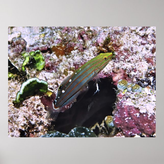 Old Glory Poster (Front)