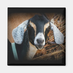 Old Goat Nubian Portrait Photo Magnet