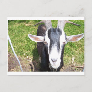 Old Goat Postcard