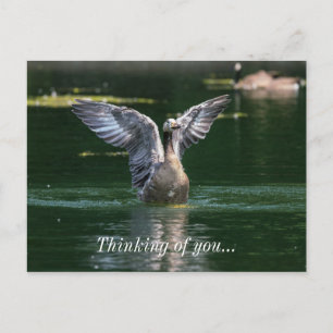 Old Goose Wing Action Postcard