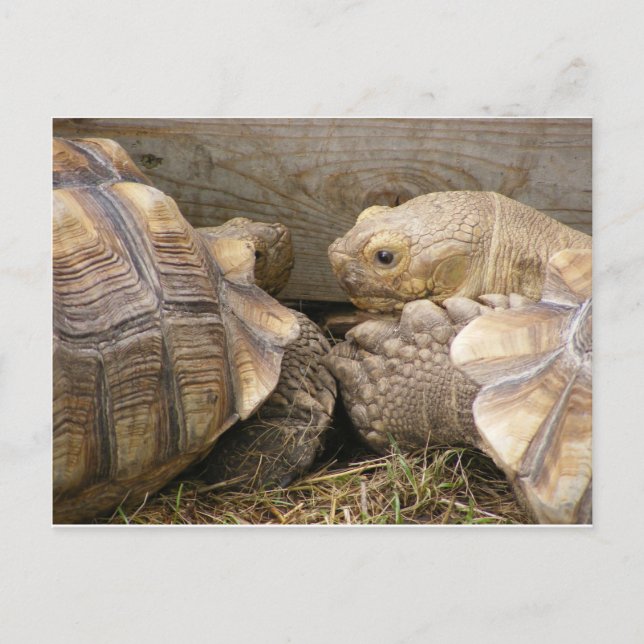 Old Gossips Postcard (Front)