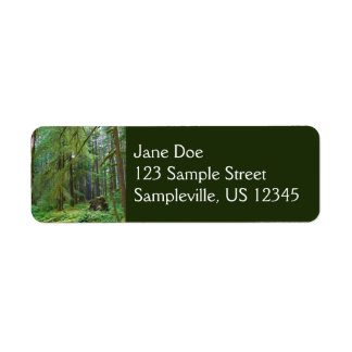 Old Growth Forest