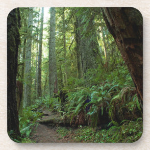 Old Growth Forest at Twanoh State Park, WA Coaster