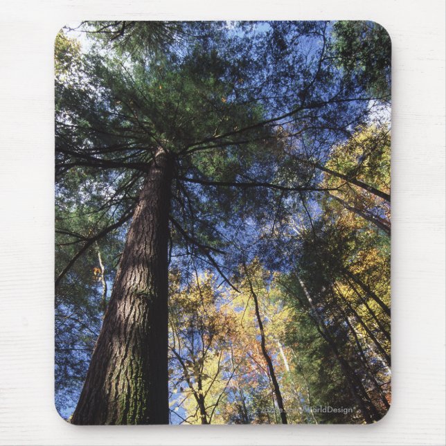 Old Growth Forest Mouse Pad (Front)