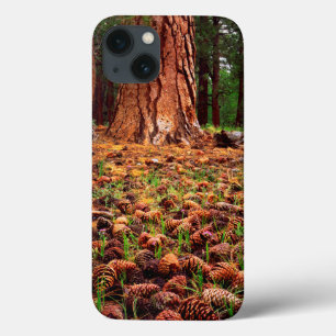 Old-growth Ponderosa tree with pine cones iPhone 13 Case