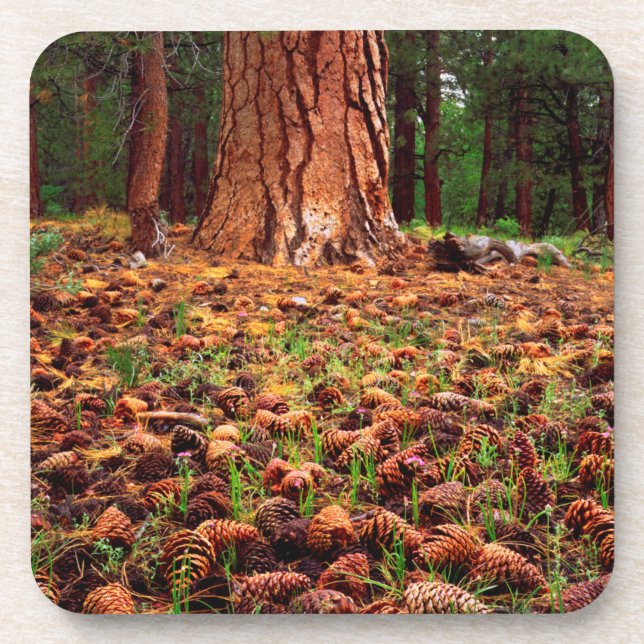 Old-growth Ponderosa tree with pine cones Coaster (Front)