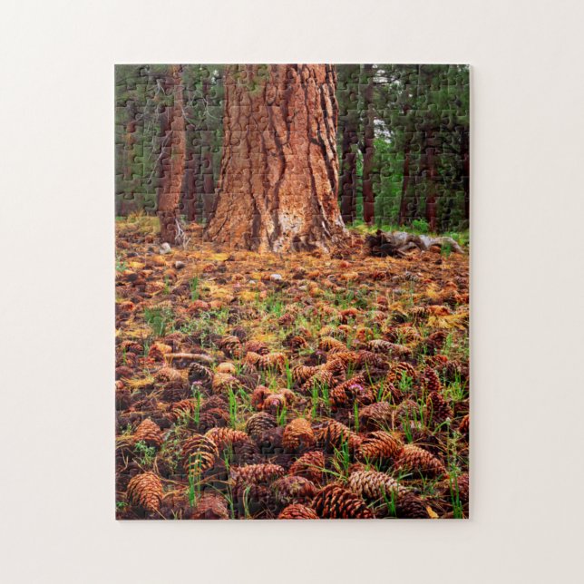 Old-growth Ponderosa tree with pine cones Jigsaw Puzzle (Vertical)