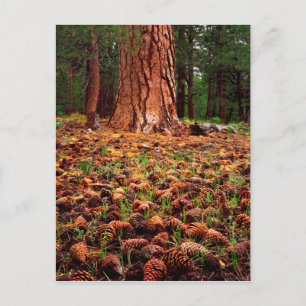Old-growth Ponderosa tree with pine cones Postcard