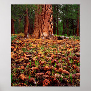 Old-growth Ponderosa tree with pine cones Poster