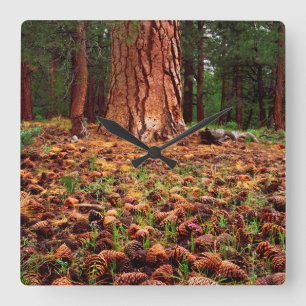 Old-growth Ponderosa tree with pine cones Square Wall Clock