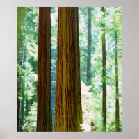 Old-growth Redwood trees