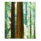 Old-growth Redwood trees