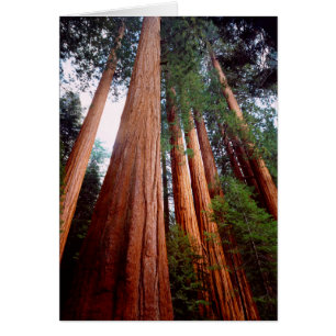 Old-growth Sequoia Redwood trees