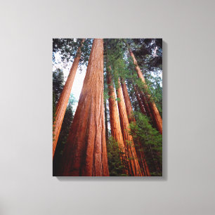 Old-growth Sequoia Redwood trees Canvas Print