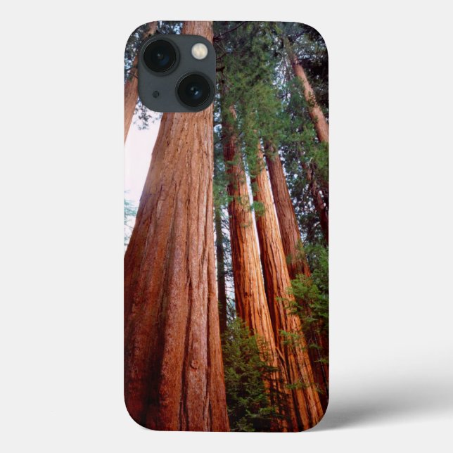 Old-growth Sequoia Redwood trees Case-Mate iPhone Case (Back)