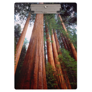 Old-growth Sequoia Redwood trees Clipboard