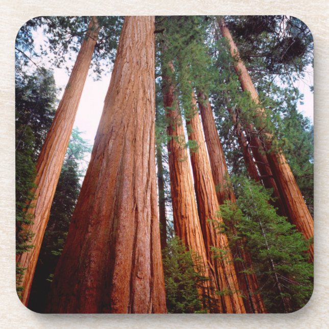 Old-growth Sequoia Redwood trees Coaster (Front)