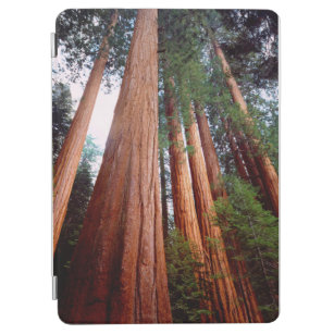 Old-growth Sequoia Redwood trees iPad Air Cover