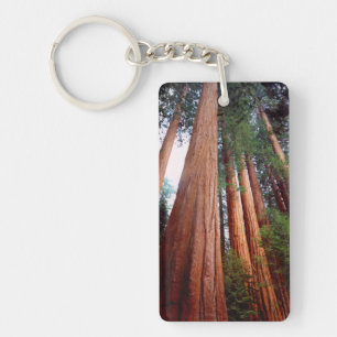 Old-growth Sequoia Redwood trees Key Ring