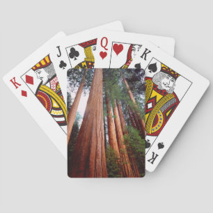 Old-growth Sequoia Redwood trees Playing Cards