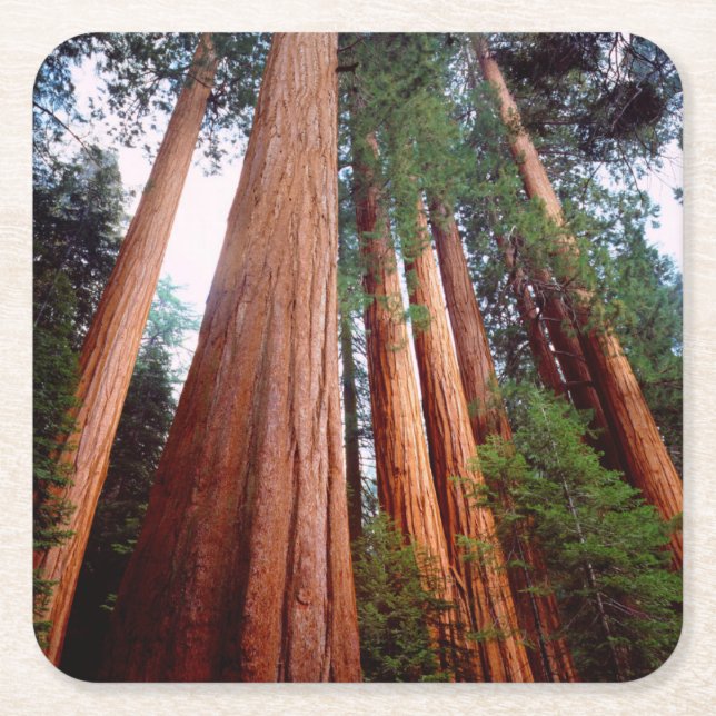 Old-growth Sequoia Redwood trees Square Paper Coaster (Front)